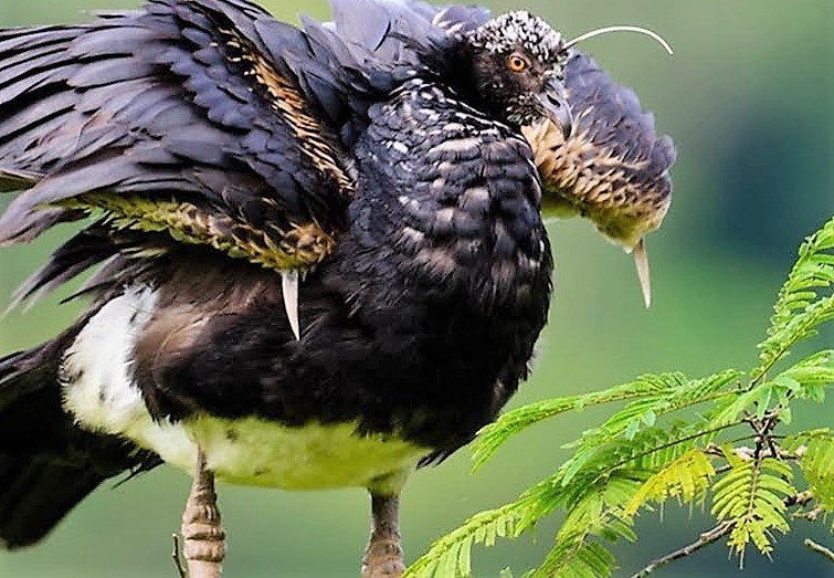 Шутки орнитологов: птицы, названия которых заставляют улыбнуться