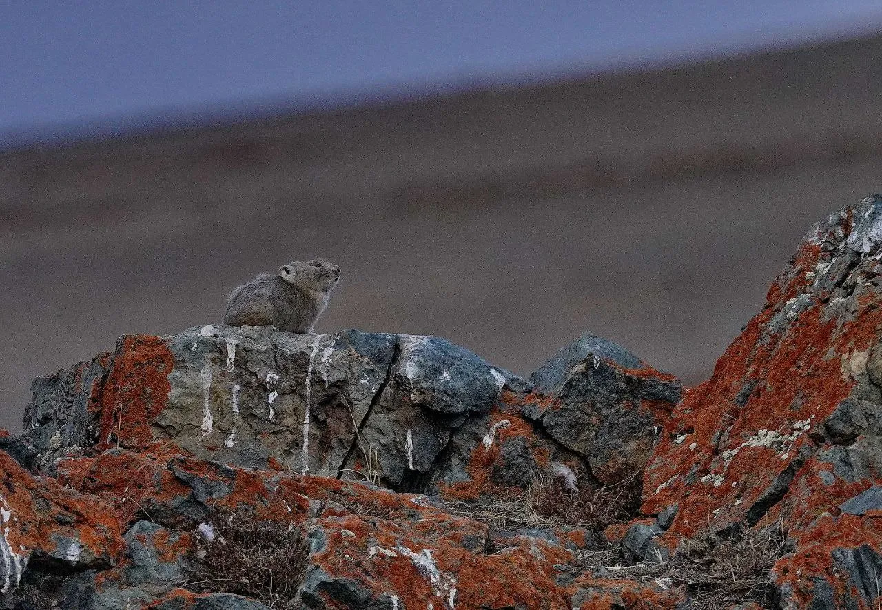 Пищуха на семи ветрах: забавную фотоподборку опубликовал Сайлюгемский заповедник - Вечерний Барнаул, 19.11.2025