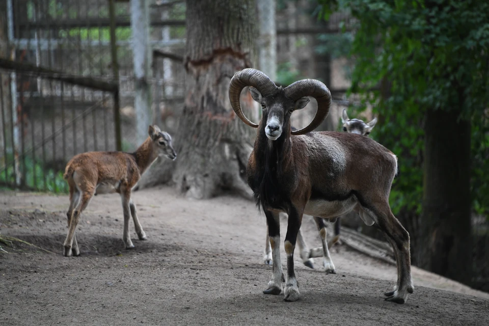 Африканский барашек появился в Новосибирском зоопарке - Вечерний Барнаул, 19.11.2025