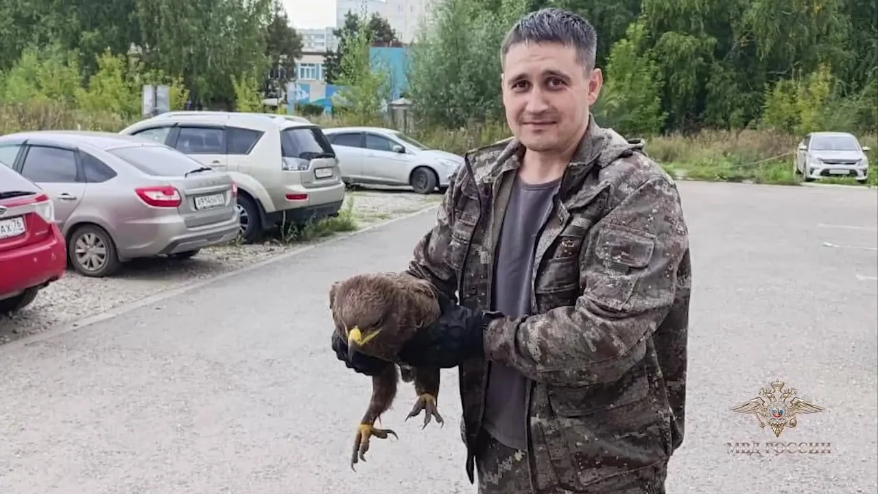 Алтайские полицейские спасли краснокнижного степного орла с травмой крыла - Вечерний Барнаул, 27.10.2025