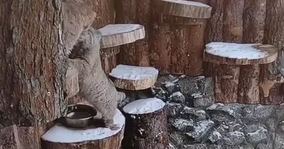 Получил лапой по морде: барнаульский манул Пепе выселила жениха-петербуржца из дома - Вечерний Барнаул, 05.03.2026