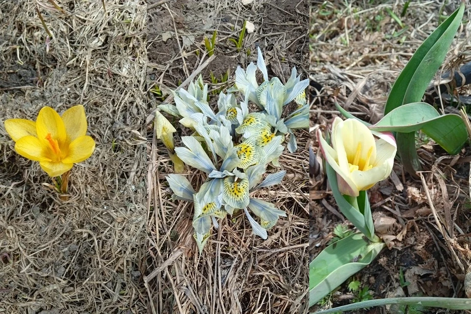 Дачники из Новосибирска показали фото первых весенних цветов на участках - Вечерний Барнаул, 22.04.2026