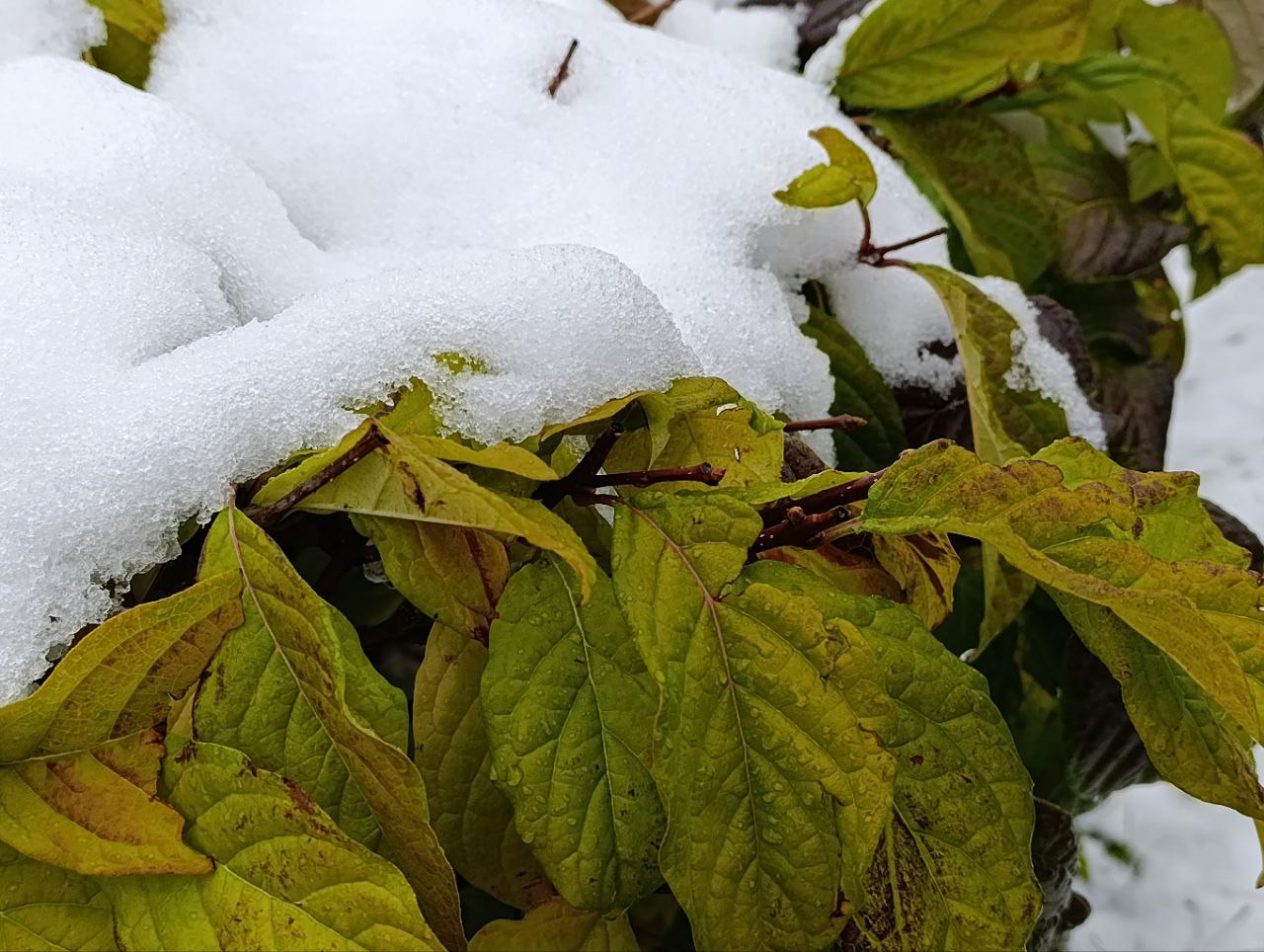 Дождь и мокрый снег: о погоде в Барнауле 5 ноября - Вечерний Барнаул, 05.11.2025