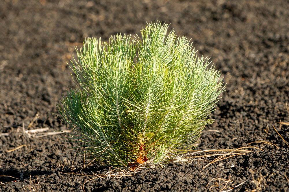 Посадки леса начались в Алтайском крае - Вечерний Барнаул, 17.04.2026