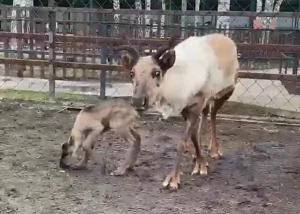 В барнаульском зоопарке родился оленёнок - Вечерний Барнаул, 03.05.2024