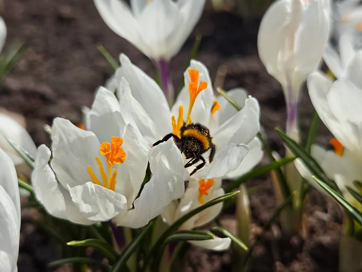 Сезон первоцветов в барнаульском зоопарке в разгаре - Вечерний Барнаул, 20.04.2026