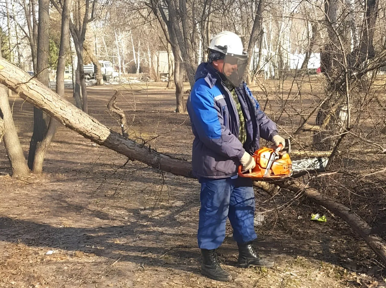В Барнауле продолжают убирать аварийные деревья и высаживать новые саженцы - Вечерний Барнаул, 30.05.2025