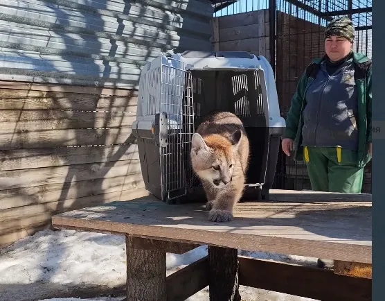 Детёныш пумы Саян из барнаульского зоопарка переехал в уличный вольер - Вечерний Барнаул, 01.04.2026