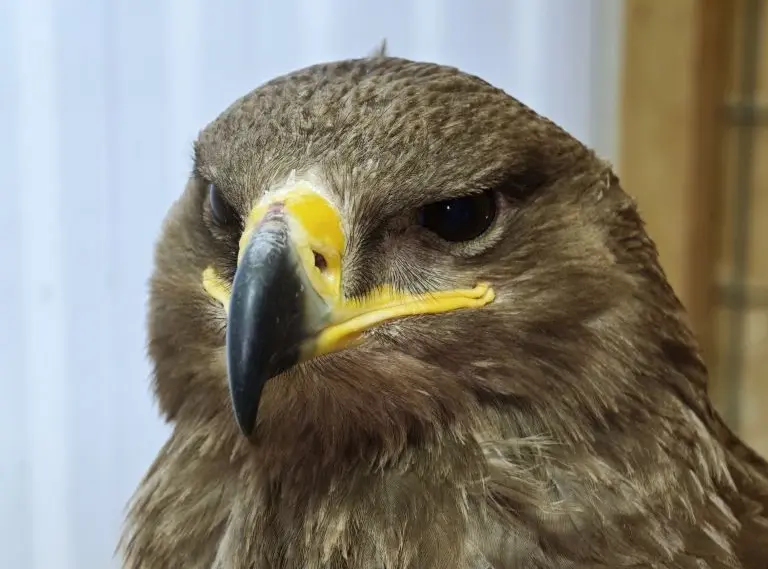В барнаульском зоопарке поселились два редких степных орла, занесённые в Красную книгу России - Вечерний Барнаул, 28.04.2026