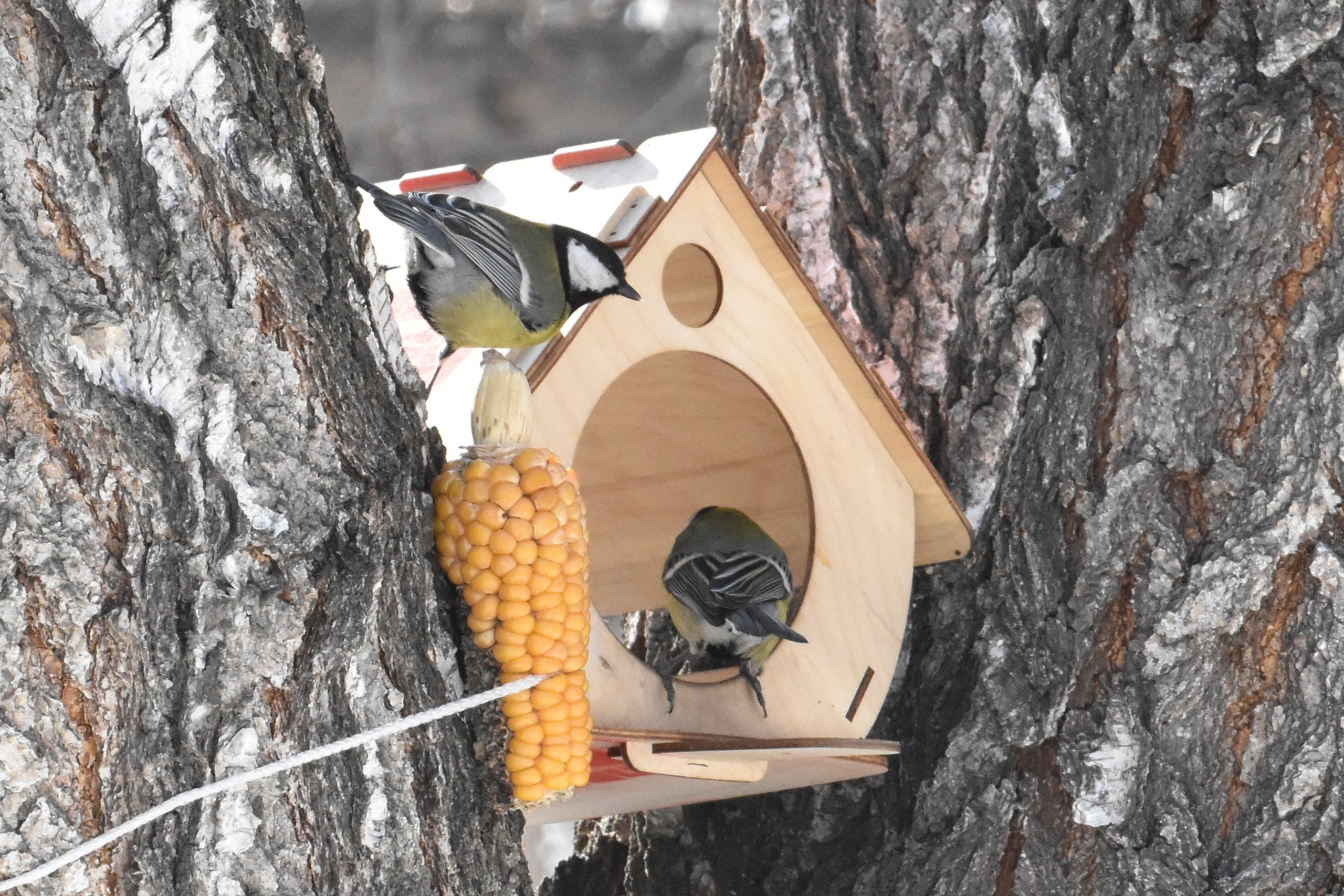 Какие птицы зимуют в Барнауле и как им можно помочь справиться с холодами - Вечерний Барнаул, 15.11.2025