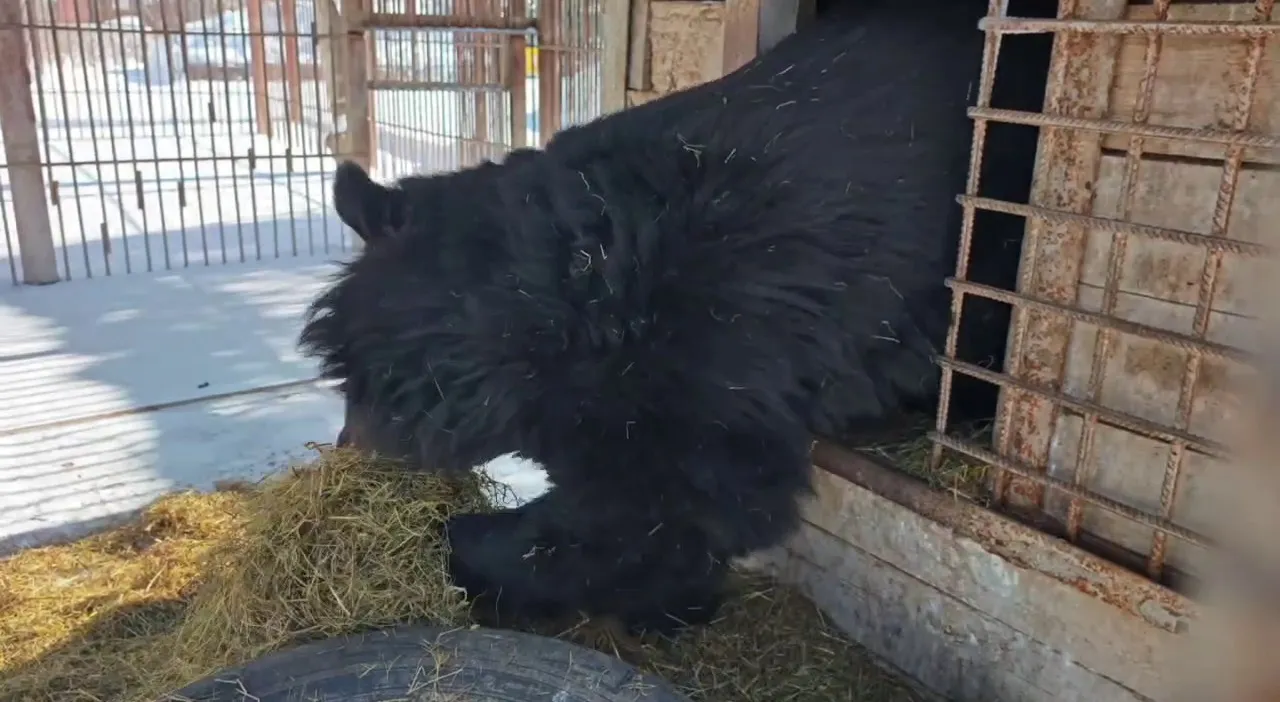 На гималайскую медведицу барнаульского зоопарка напала хозяйственность - Вечерний Барнаул, 05.03.2026