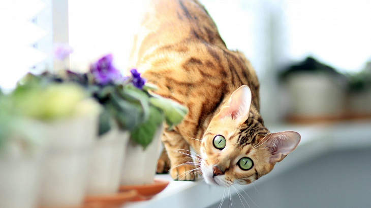 Коты и цветы: как отучить питомца есть комнатные растения