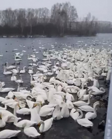 Фото: скриншот из видео государственного инспектора КГБУ «Алтайприрода» Алексея Солдатова
