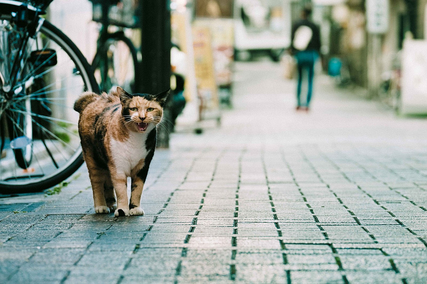 Hello street cat live. Кошка на улице. Уличные котики. Кошки на улицах города. Город котов.