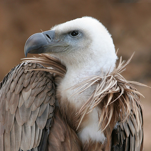 Фото: белоголовая сипа, wikipedia.org