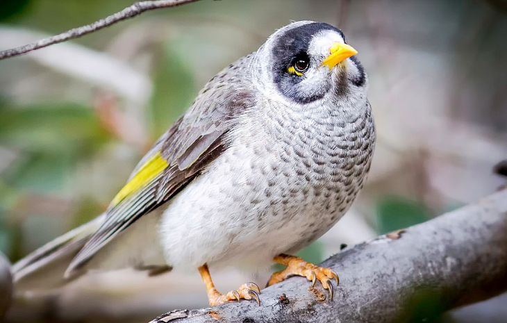 Шутки орнитологов: птицы, названия которых заставляют улыбнуться